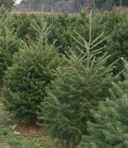 Delaware-grown Christmas trees