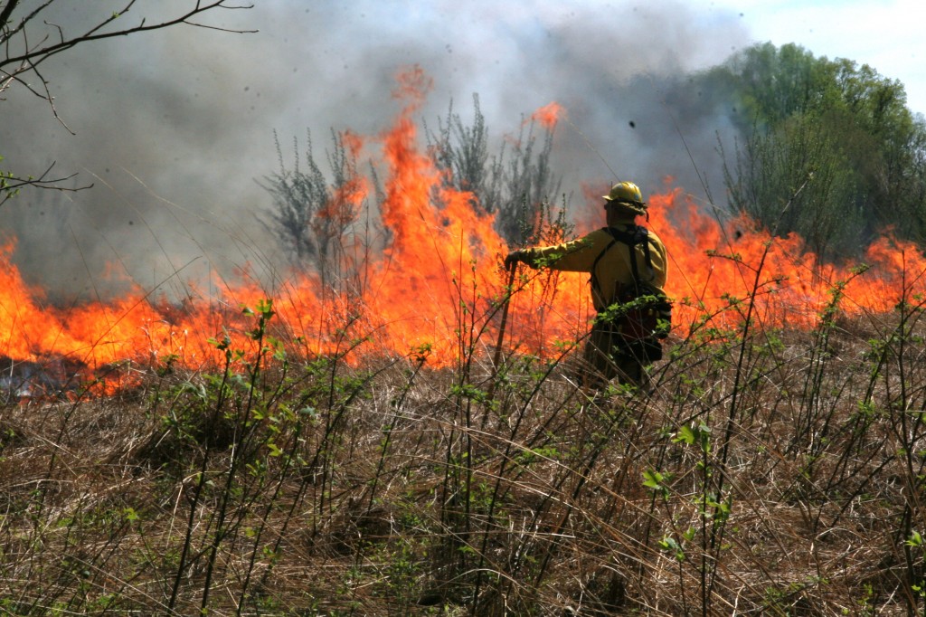 Delaware Forest Service veteran James Dowd of Townsend keeps a watchful eye on a controlled burn in a field at Blackbird State Forest as part of the agency's annual Fire Camp training session.