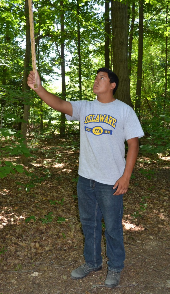 Recent Sussex Central graduate Ardany Coloma uses a Biltmore stick to measure tree height and estimate board-feet volume in the annual FFA forestry challenge.