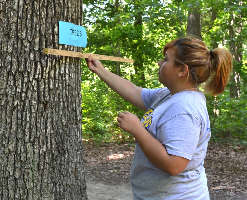 Ninth-grader Ari Ruiz of Sussex Central measures a tree using a Biltmore stick during the annual FFA forestry challenge.