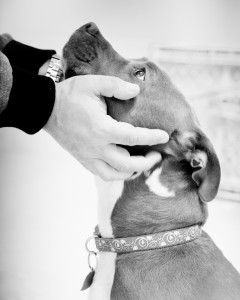 SPCA Dog Coco, Photograph, Yaprak Soysal