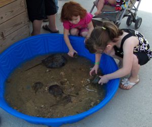 A touch tank at the DE State Fair