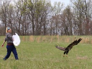 eagle released