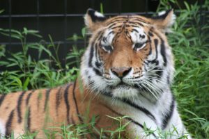 Zhanna, the Brandywine Zoo's Amur tiger.