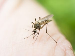 Mosquito on a human hand sucking blood