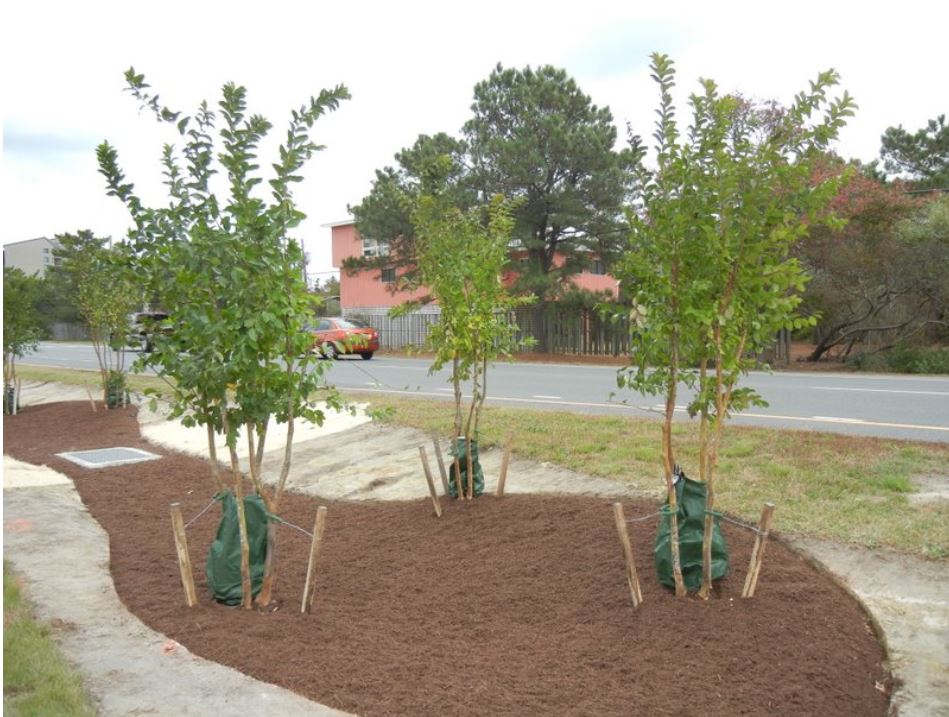tree planting in Delaware
