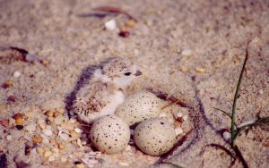 A piping plover chick awaits the hatching of its clutch mates, sitting atop several eggs on the beach.