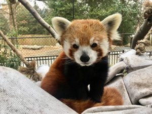  Sherman, a Red Panda male "srcset =" https://news.delaware.gov/files/2018/06/sherman-red- panda-male-300x225.jpg 300w, https: // news.delaware.gov/files/2018/06/sherman-red-panda-male-768x576.jpg 768w, https://news.delaware.gov/files/ 2018/06 / sherman-red-panda-male-1024x768 .jpg 1024w "sizes =" (max-width: 300px) 100vw, 300px 