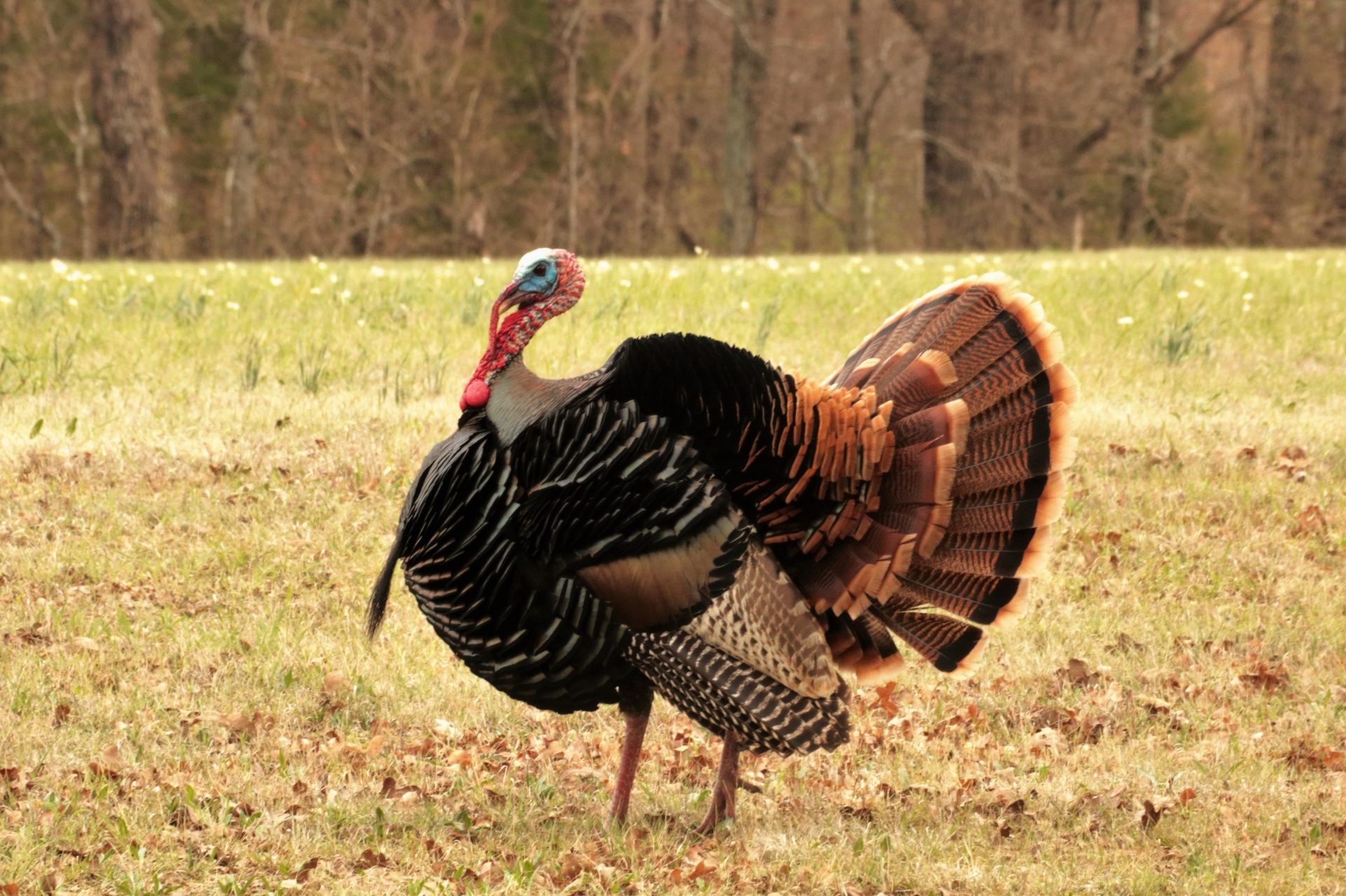 Photo of a turkey
