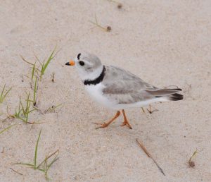 Piping Plover