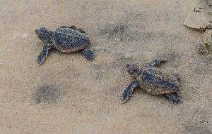 Hatchling Loggerhead Turtles