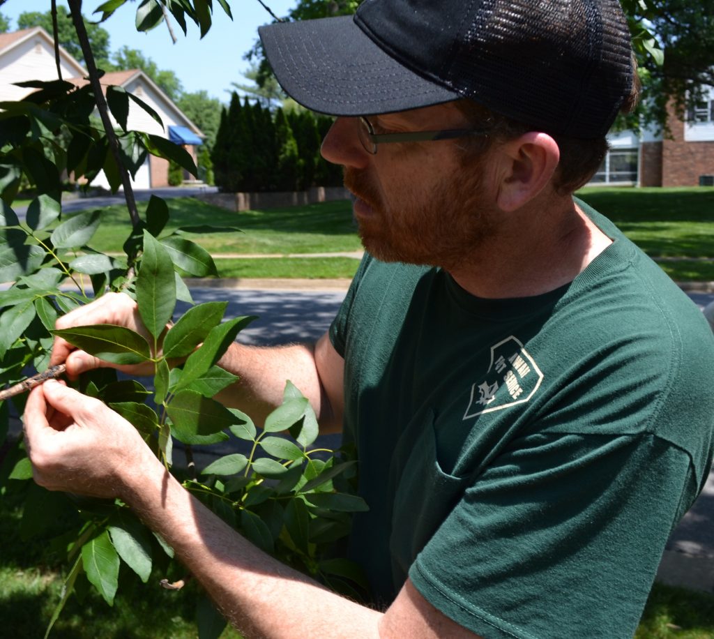 Delaware forest health specialist Bill Seybold inspects an ash tree in Wilmington.