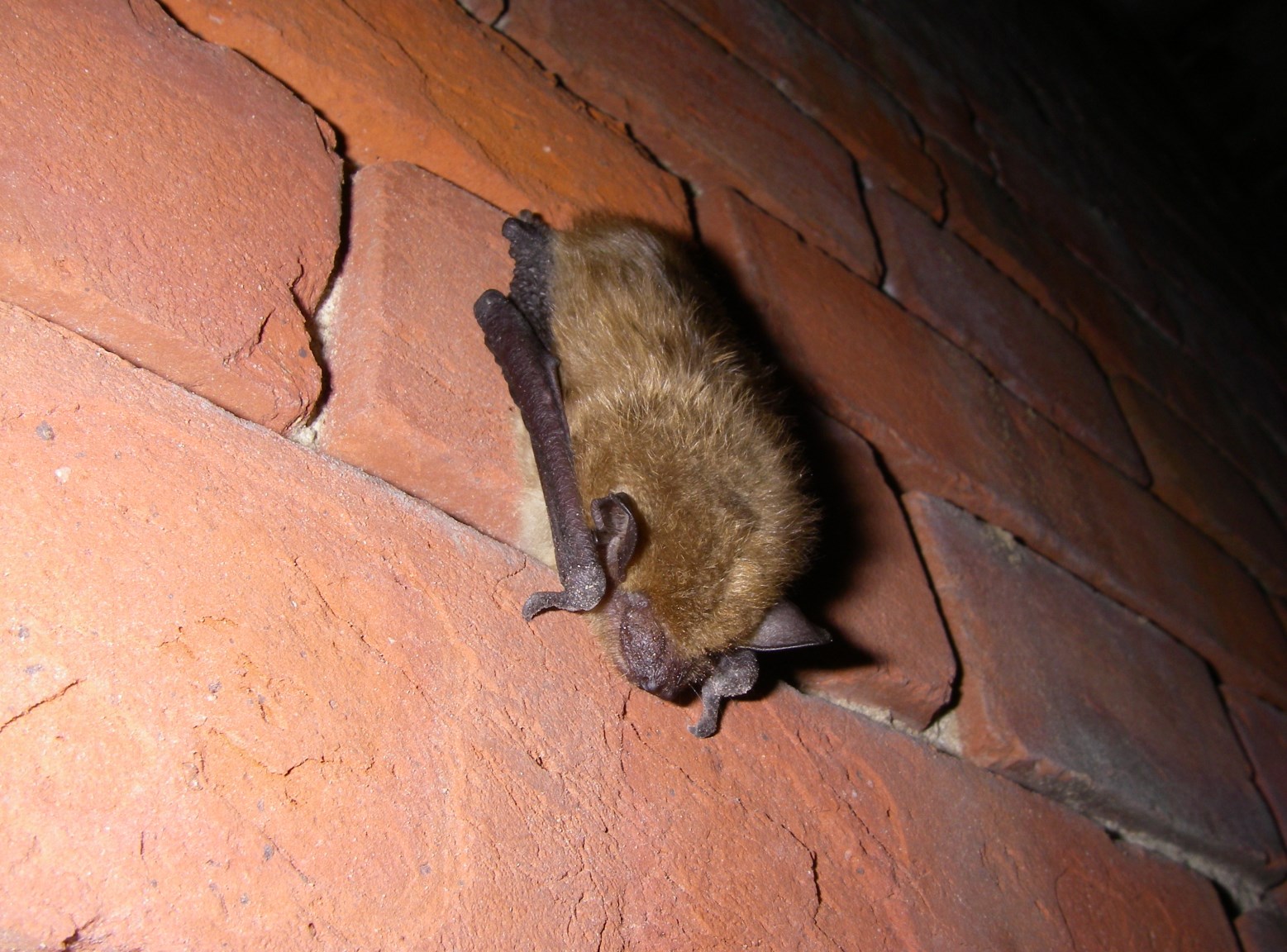 Brown Bat