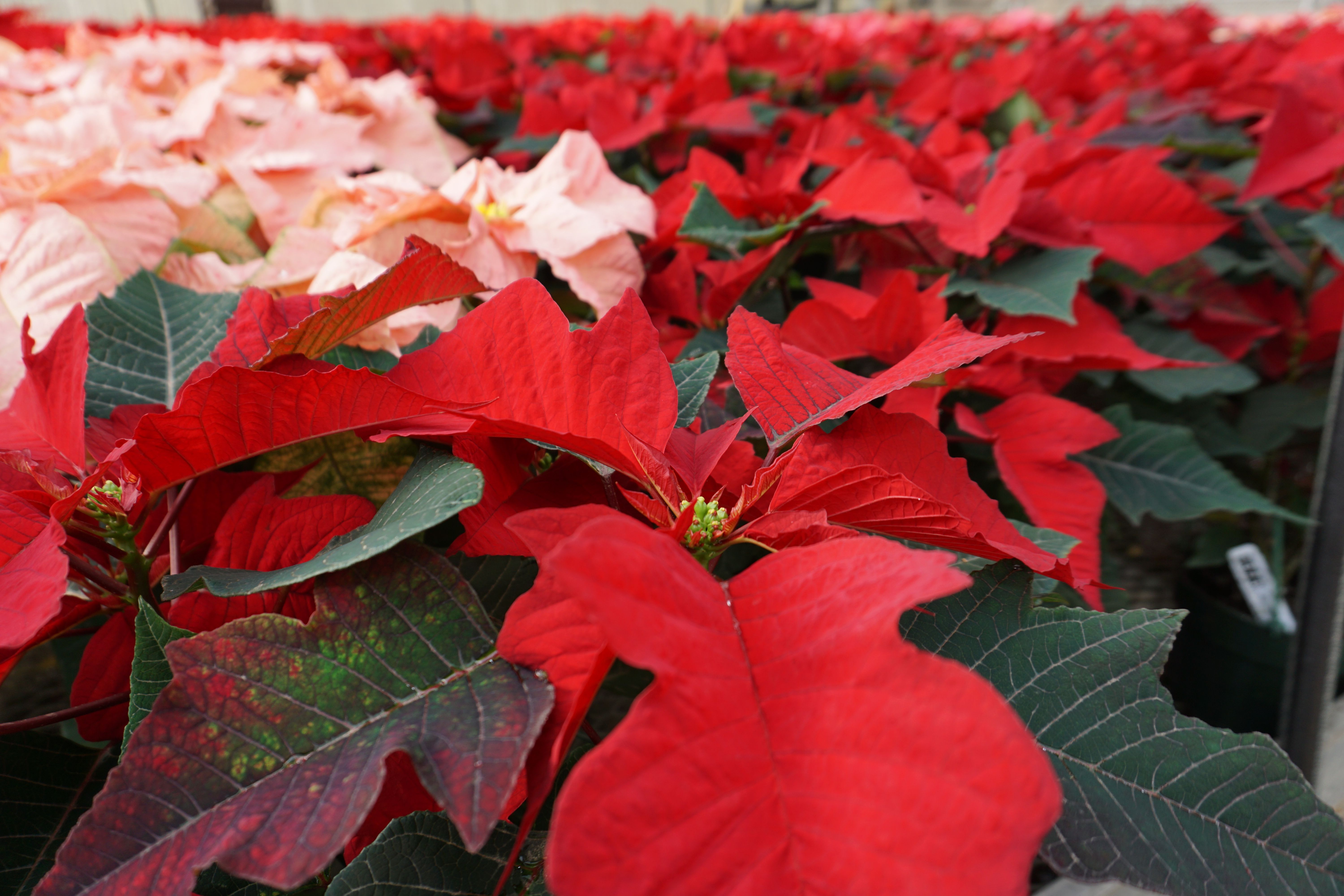 Holiday Poinsettia Sale to Run Dec. 3-20 at Greenhouse