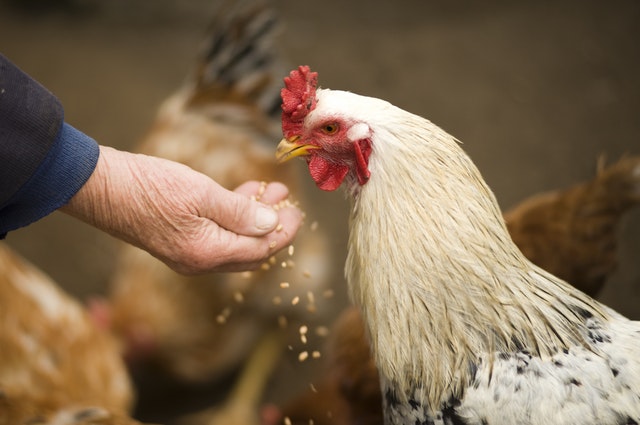 Photo of person's hand feeding chicken