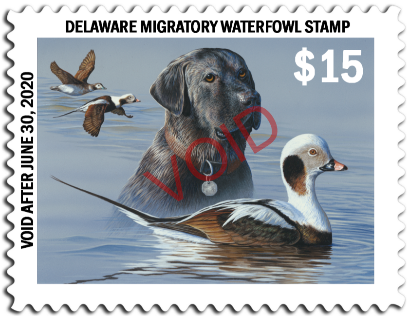 The 2019 Delaware Waterfowl Stamp, above, features a black Labrador retriever and long-tailed ducks. The 2020 stamp image will be chosen April 4.