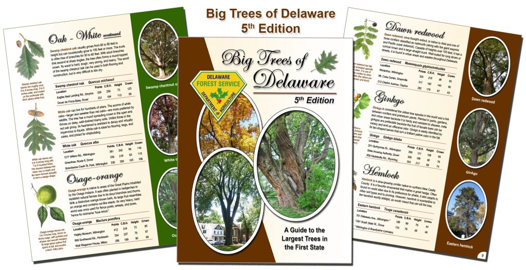 Big Trees of Delaware 5th Edition