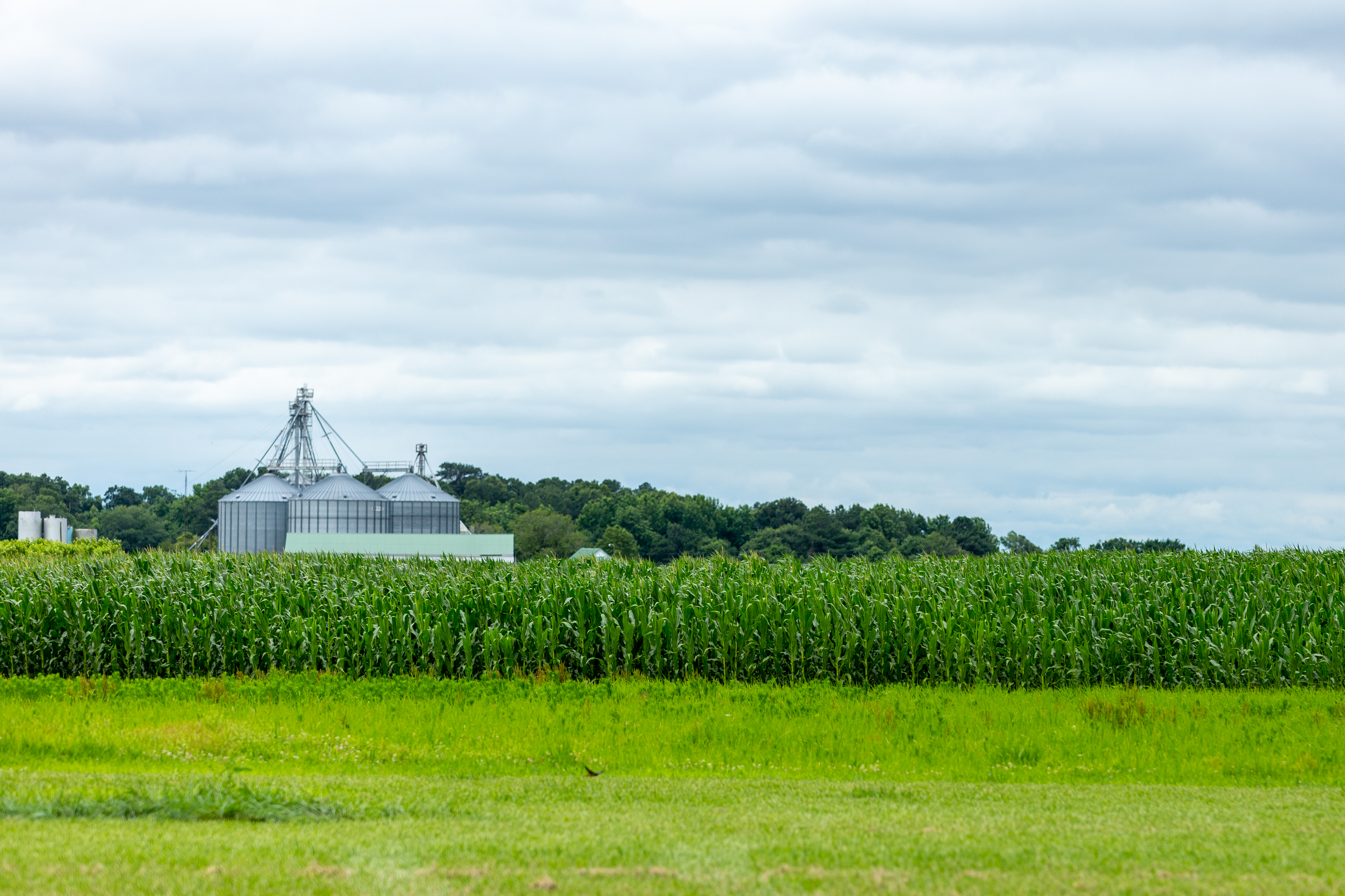 Landscape of corn field with grain bins in the background