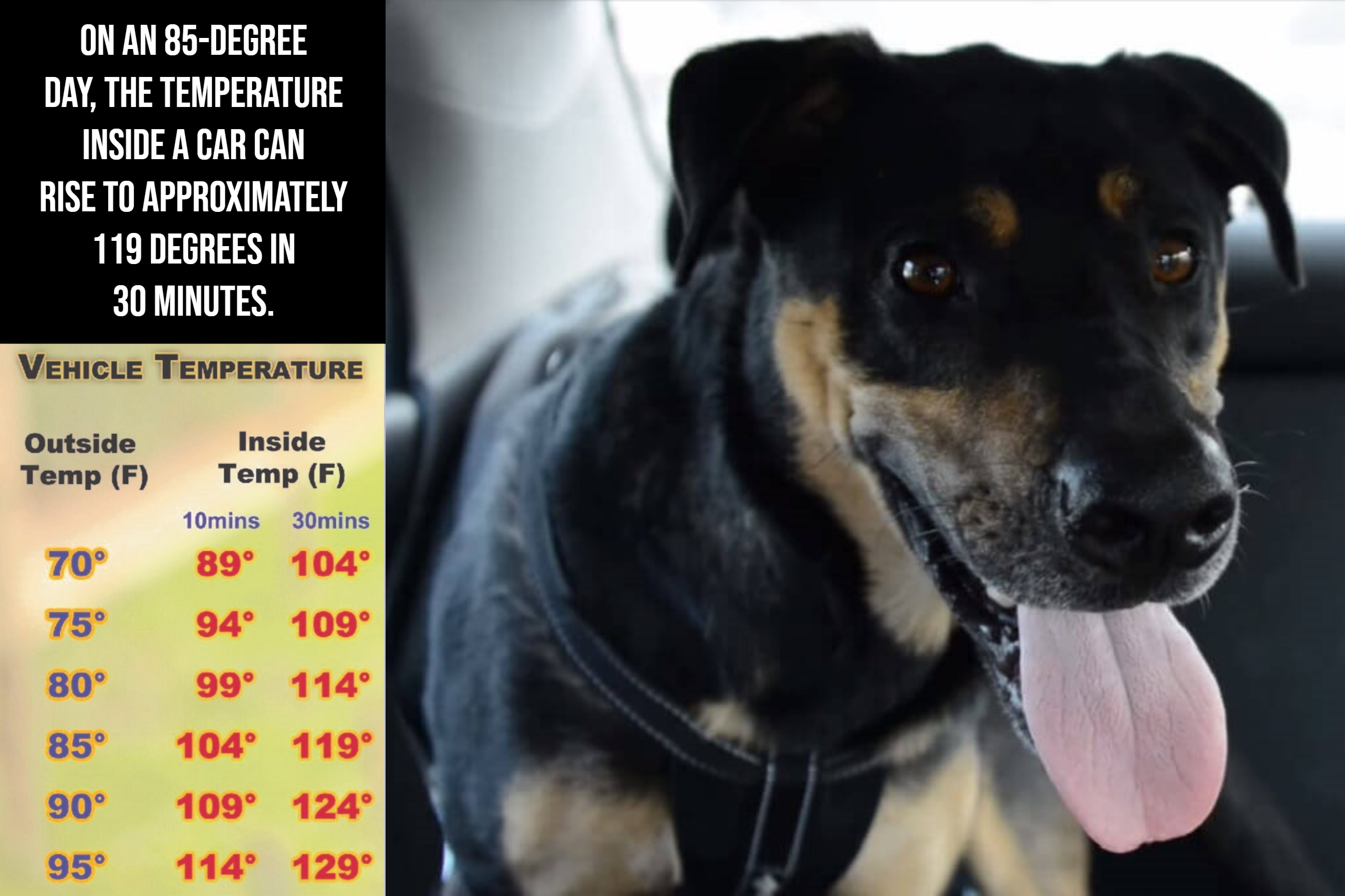 Photo of vehicle temperature guide and dog