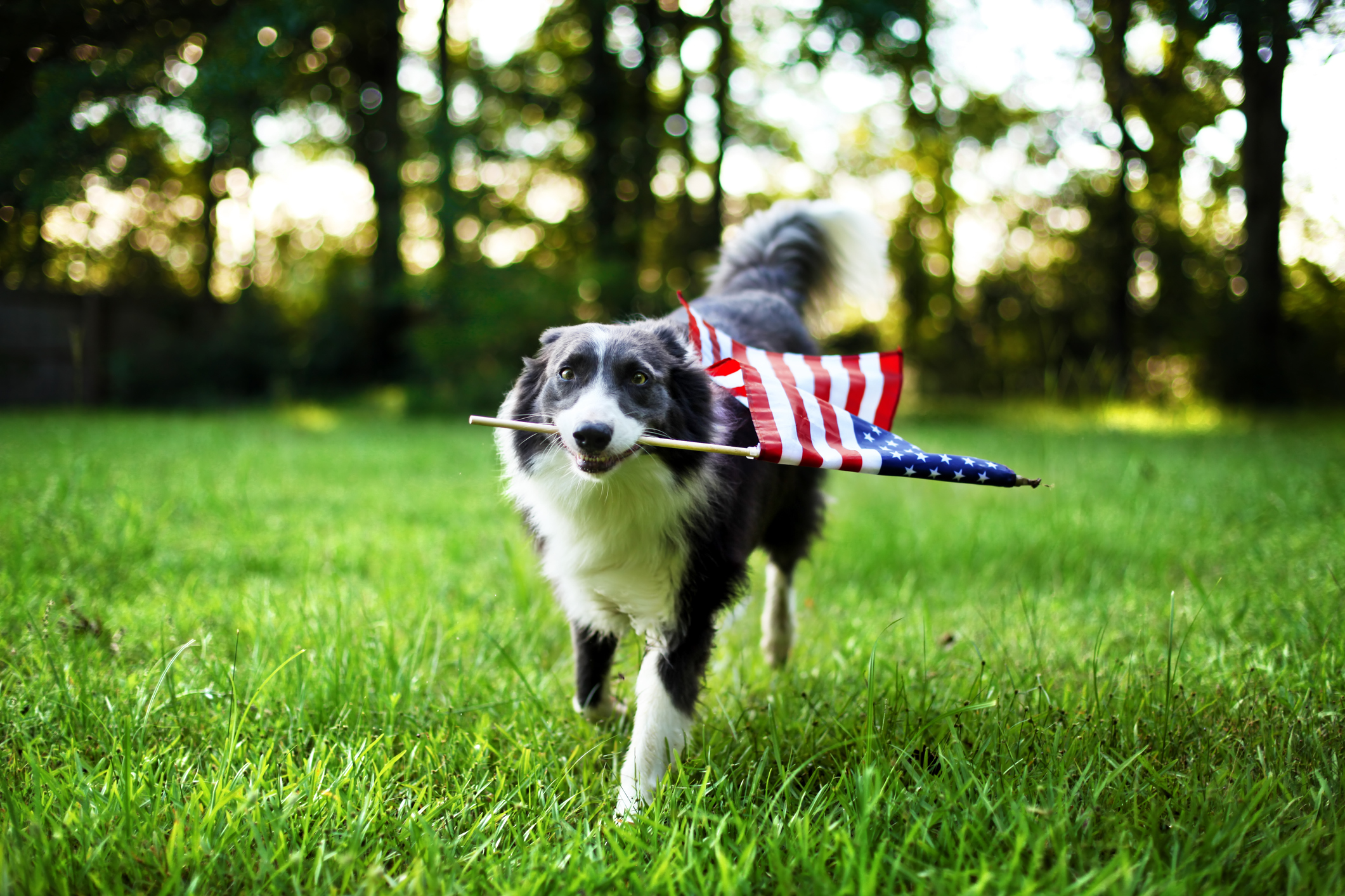 Photo of a dog running with an American flag