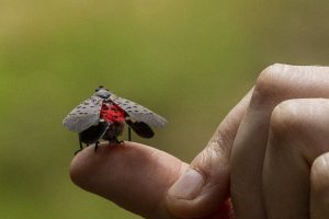 Adult spotted lanternfly on a person's thumb. The adult is about the length from the tip of the thumb to the first joint below the nail.