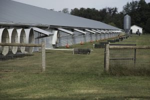 outside of Delaware organic poultry house