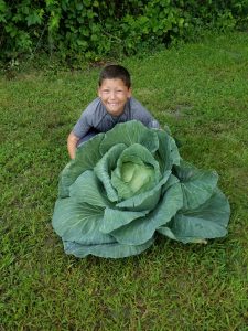 Third grade boy with winning cabbage