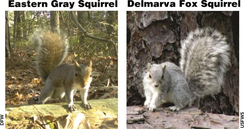 More Delmarva Fox Squirrels Moving To Delaware State Of Delaware News