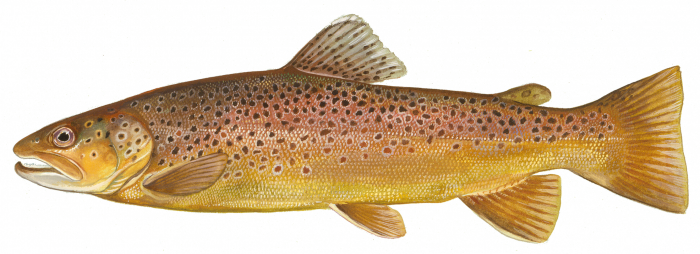 brown trout illustration