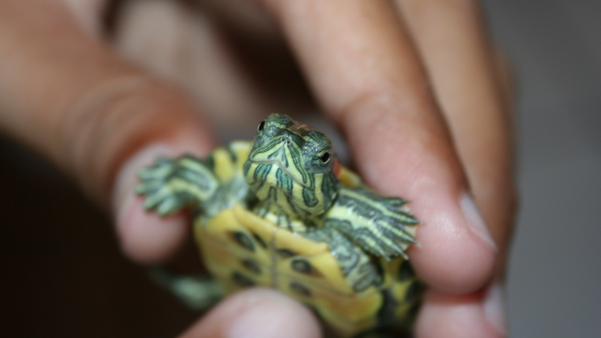 Up close photo of hand holding a red-eared slider turtle under 4 inches in length