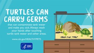 Infographic with turtle tank and the words Turtles can carry germs that can contaminate tank water and make you sick. Always wash your hands after touching turtle tank water and other areas. 