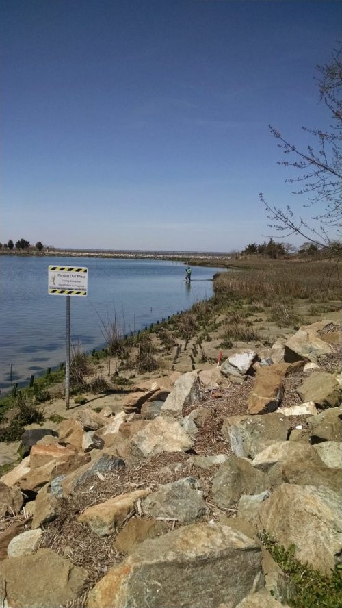 Delaware Living Shorelines Committee’s Indian River Marina Living Shoreline Project