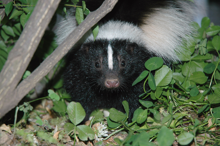 Skunk in Newark Tests Positive For Rabies - State of Delaware News