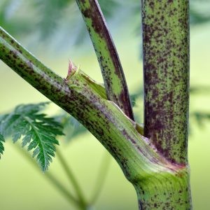 The stem of the poisonous hemlock plant, with purple spots along with a leaf
