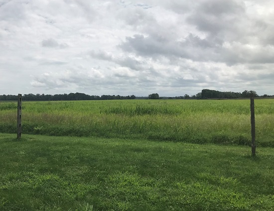 View, from the John Dickinson Plantation’s log’d dwelling, looking across agricultural fields to the location of the African burial ground.