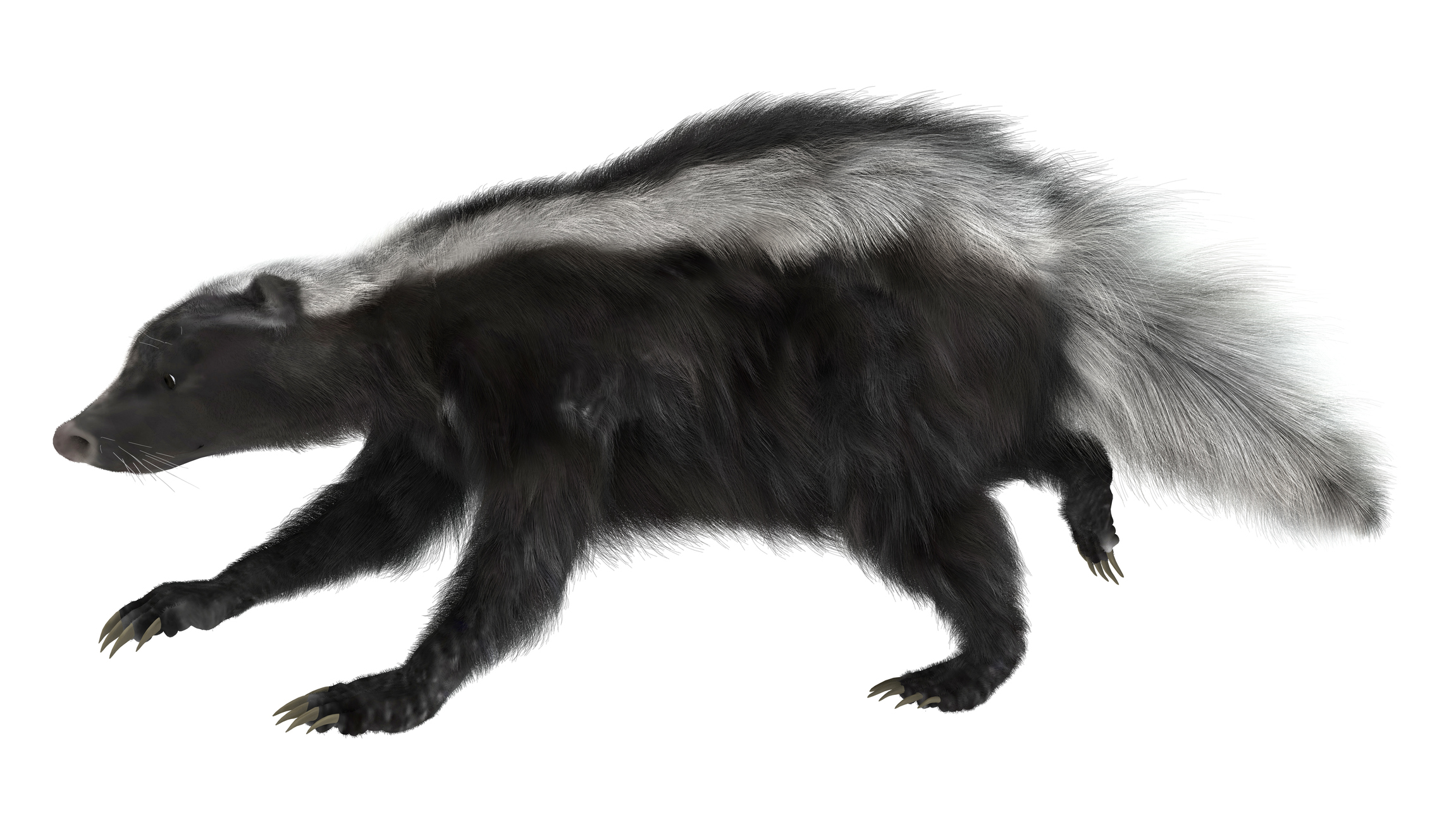 Use Caution with Unfamiliar Wild Animals: Skunk Tests Positive for Rabies  After Attacking Feral Cat - State of Delaware News