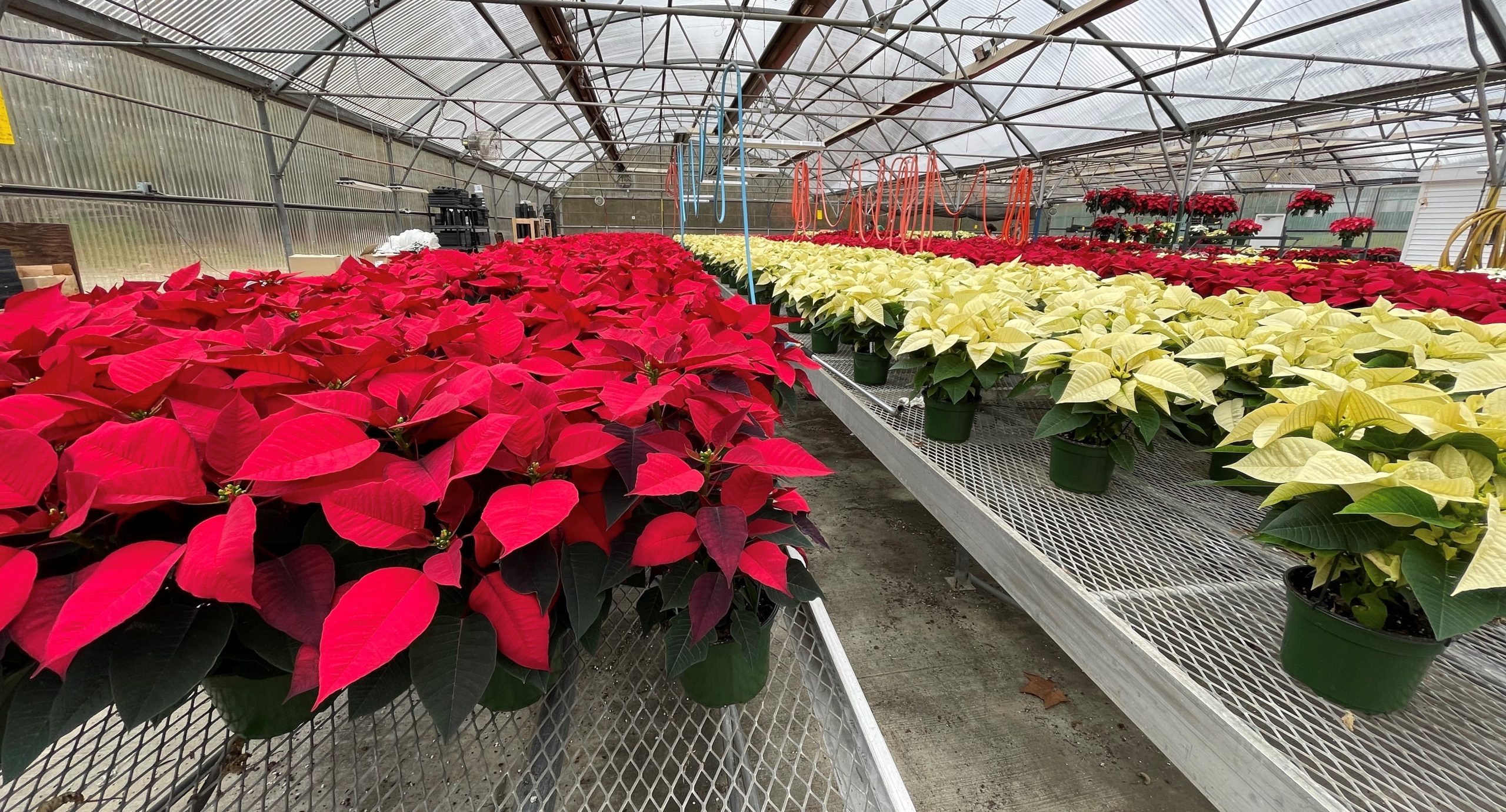 Poinsettias - red, white and other colors - cover tables inside the greenhouse at DHSS' Herman Holloway Campus