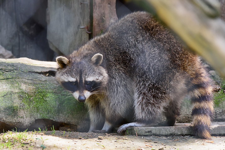 Raccoon Tests Positive for Rabies After Biting and Scratching Individual in  New Castle County - State of Delaware News