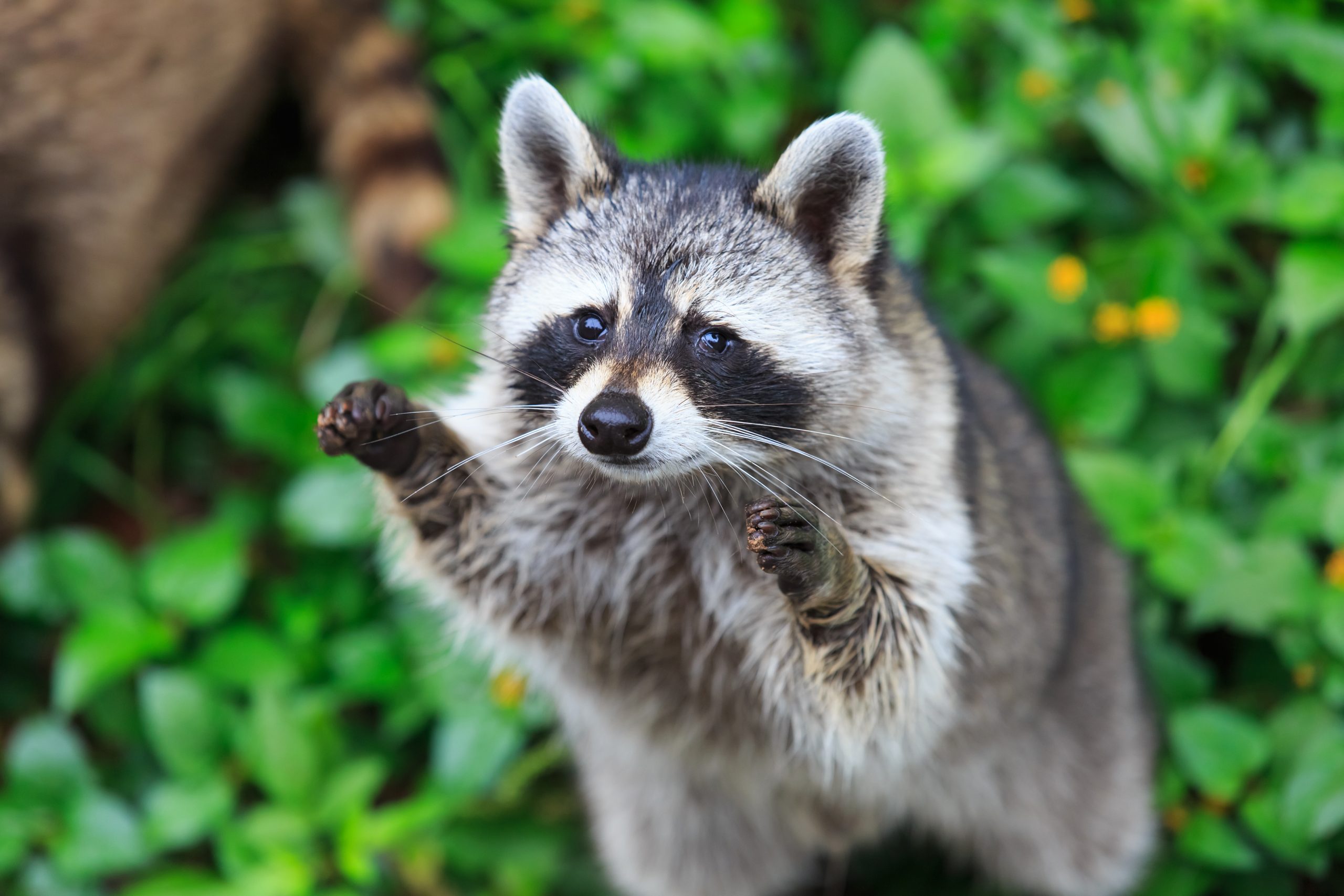 Raccoon in Georgetown Tests Positive for Rabies - State of Delaware News