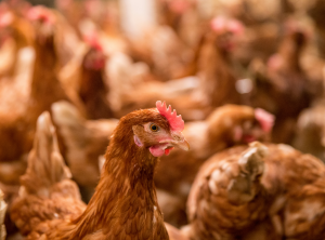 cage-free chickens in poultry house, no particular farm, stock image