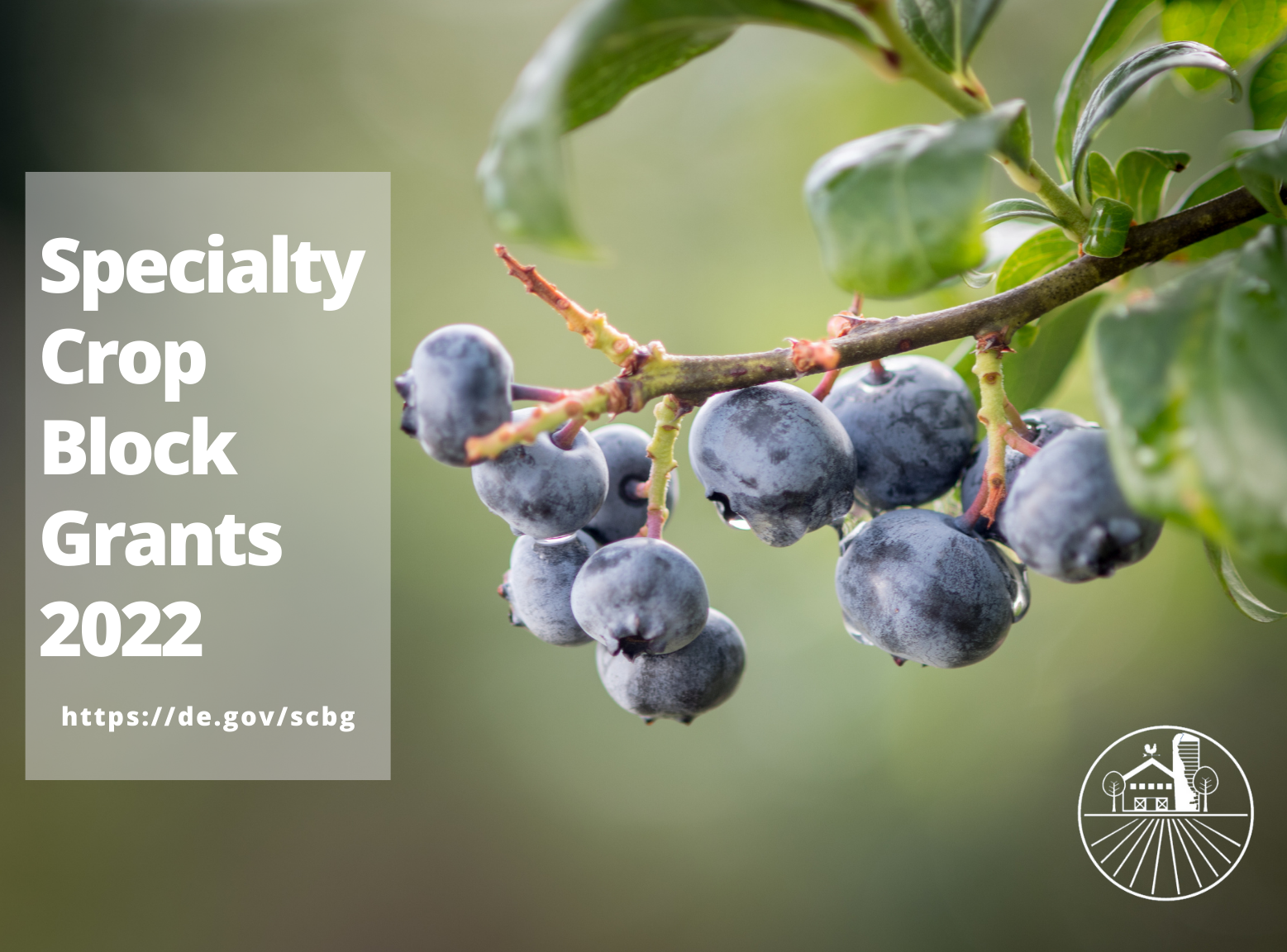 Blueberries with dew on bush, words: Specialty Crop Block Grants 2022 https://de.gov/scbg