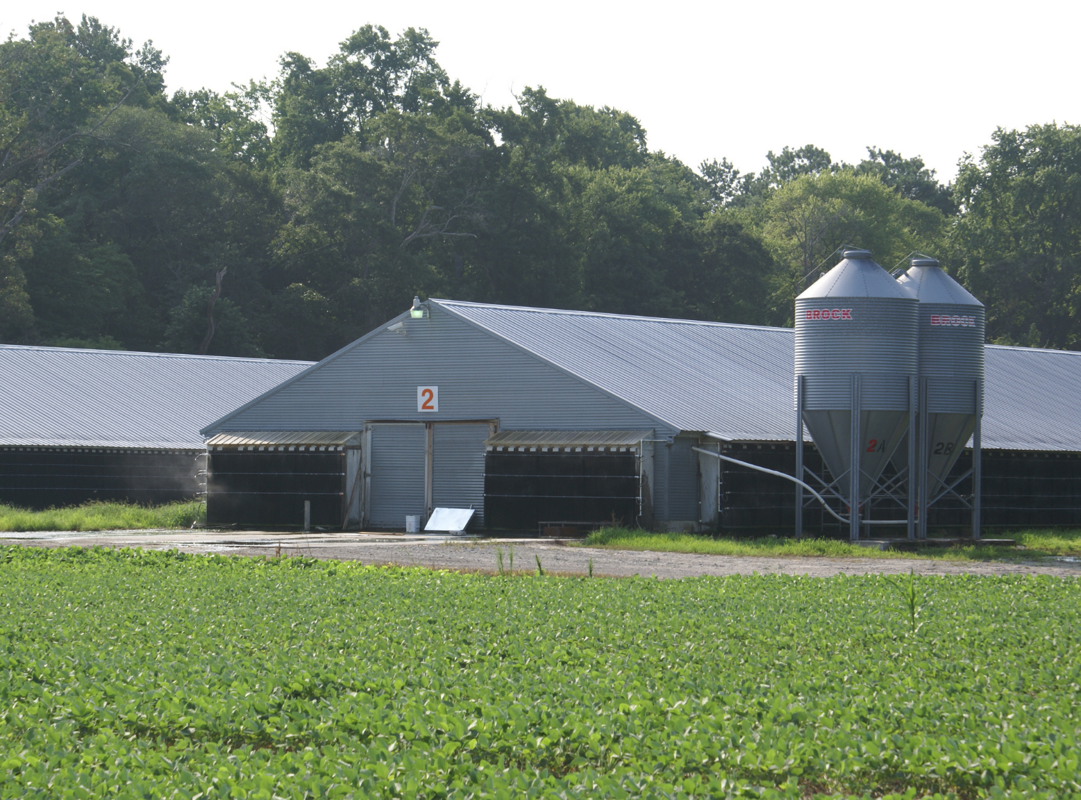 Chicken house with grain bins behind a field of soybeans in the summer