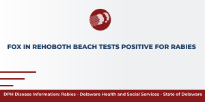 FOX IN REHOBOTH BEACH TESTS POSITIVE FOR RABIES