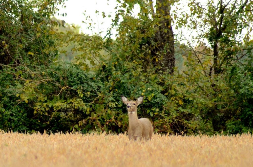 Delaware Deer Harvest Announced for 2021/22 Hunting Season