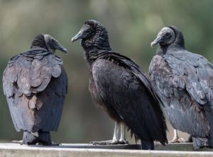 Three Black vultures sitting on a wooden platform