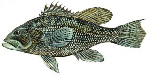 A black sea bass. Graphic illustration: Duane Raver for DNREC