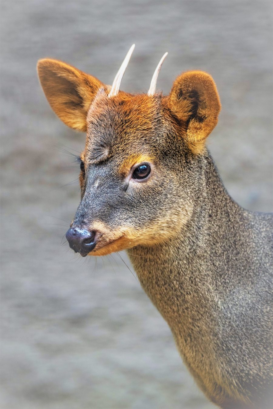 brandywine-zoo-s-haechan-the-pudu-dies-state-of-delaware-news