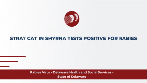 Stray Cat in Smyrna Test Positive for Rabies