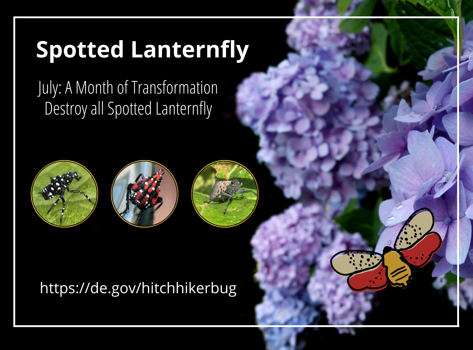 Black Background with purple hydrangea to the right side, the words "Spotted Lanternfly, July: A Month of Transformation, Destroy All Spotted Lanternfly" followed by pictures of 3rd and 4th instar nymphs and an adult spotted lanternfly, https://de.gov/hitchhikerbug