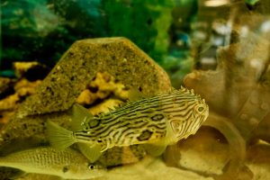 The striped burrfish is among education displays garnering the most attention at DNREC’s DuPont Nature Center